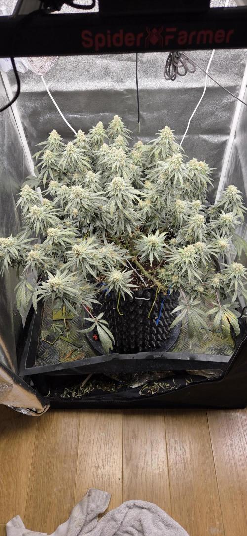 Chocolope. Week 13