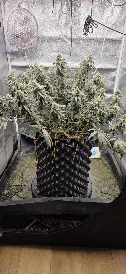 Chocolope. Week 13