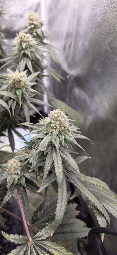 Chocolope. Week 13