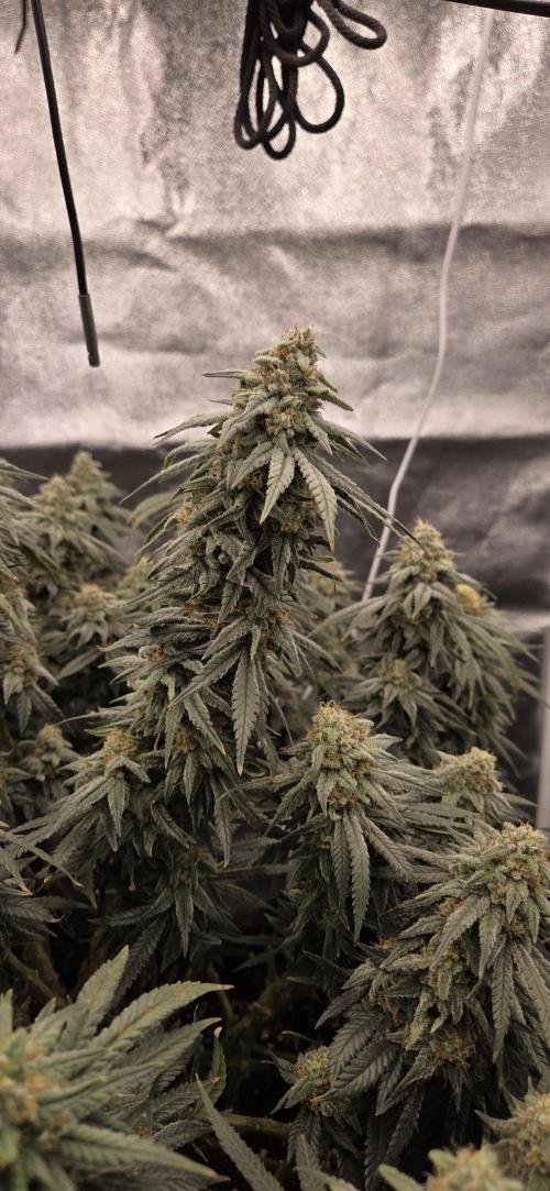 Chocolope. Week 13