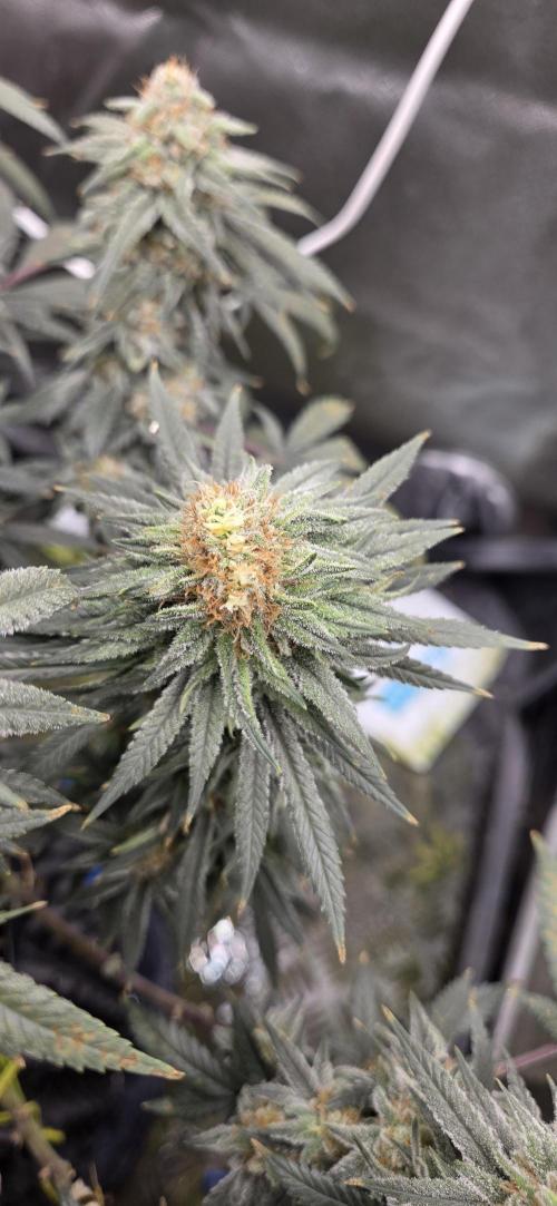 Chocolope. Week 13