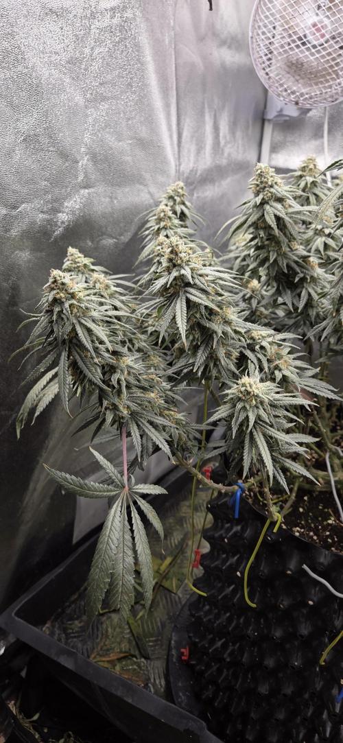 Chocolope. Week 13
