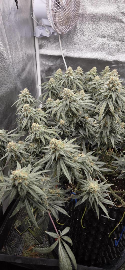 Chocolope. Week 13