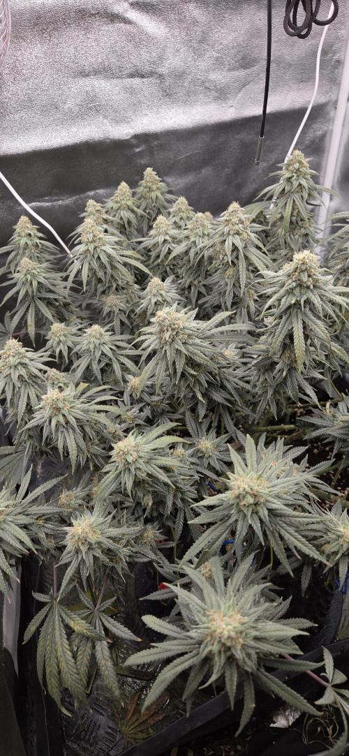 Chocolope. Week 13