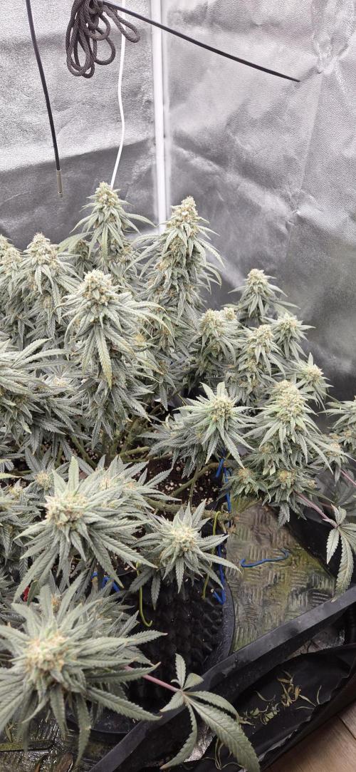 Chocolope. Week 13