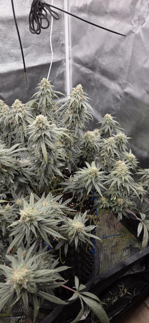 Chocolope. Week 13