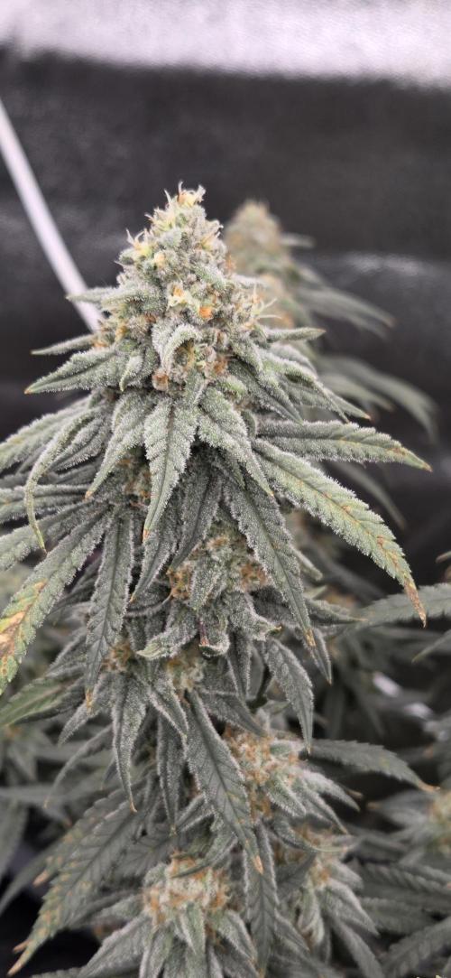 Chocolate Haze. Week 13