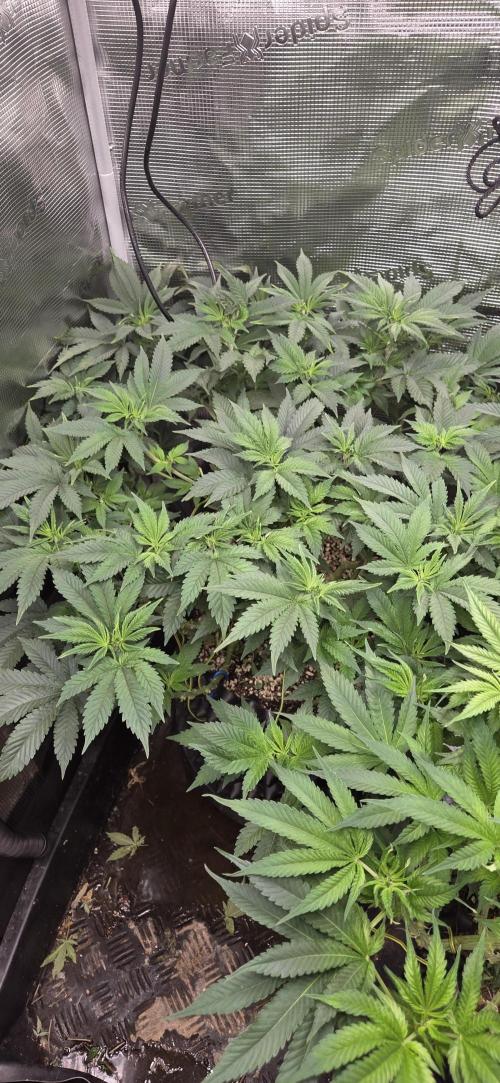 Big Buddha Cheese. Week 12