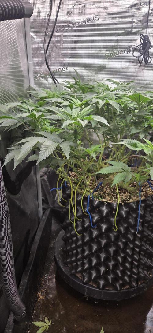 Big Buddha Cheese. Week 12