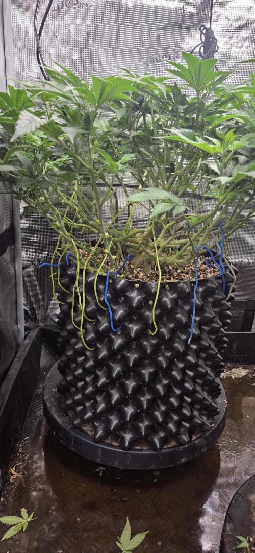 Big Buddha Cheese. Week 12