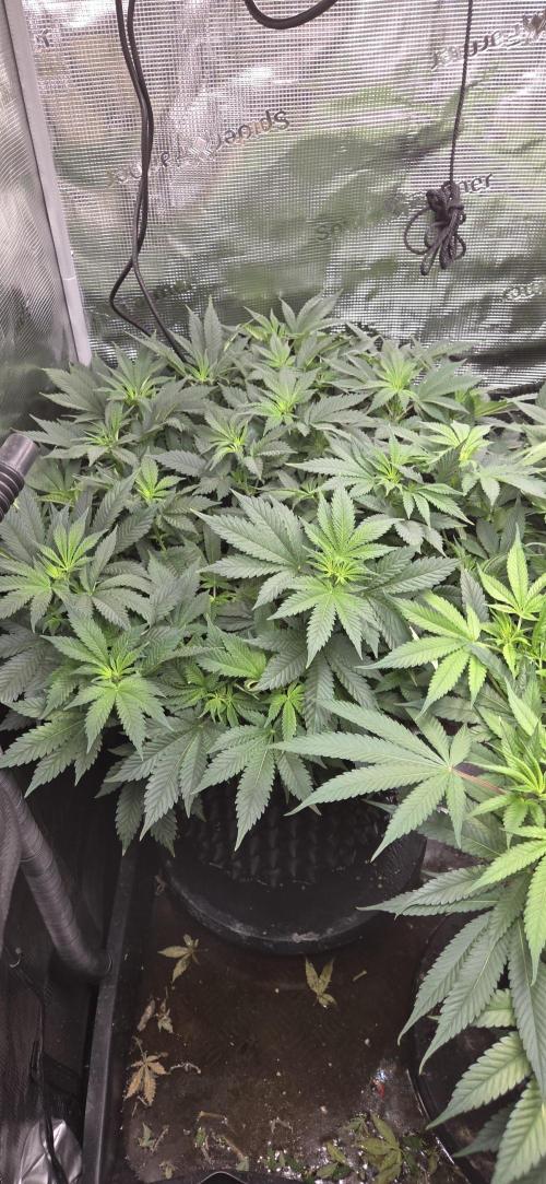Big Buddha Cheese. Week 12
