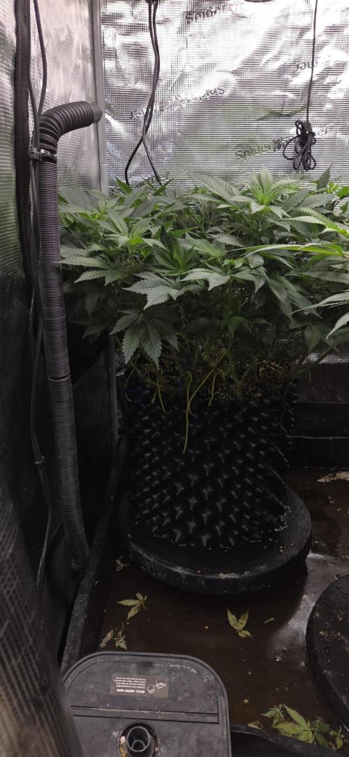 Big Buddha Cheese. Week 12