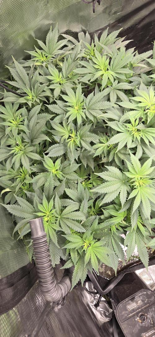 Big Buddha Cheese. Week 12