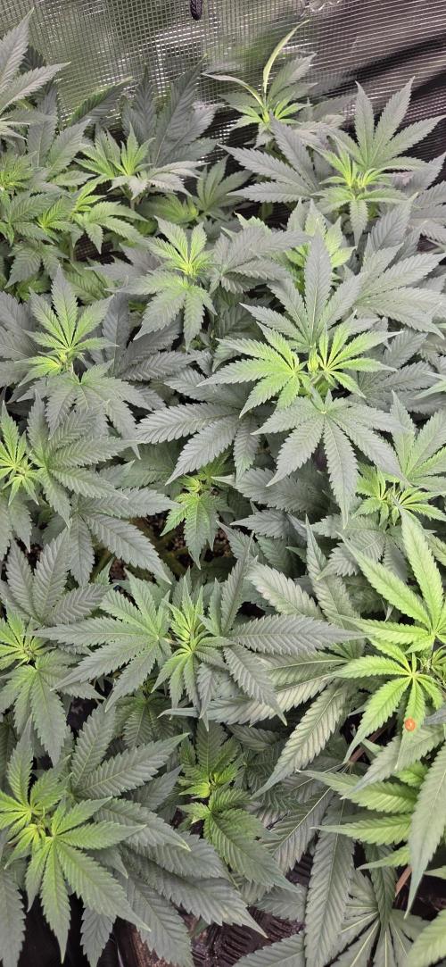 Big Buddha Cheese. Week 12