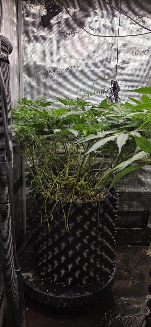 Cheese. Week 12