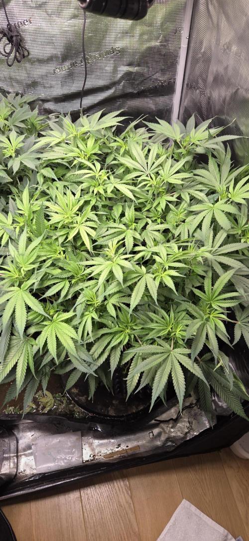 Frozen black cherry. Week 12