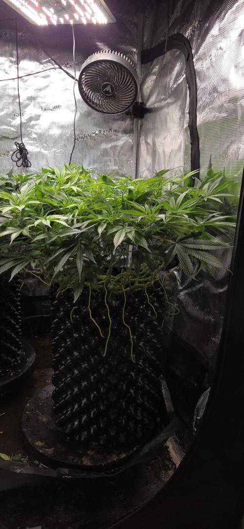 Frozen black cherry. Week 12