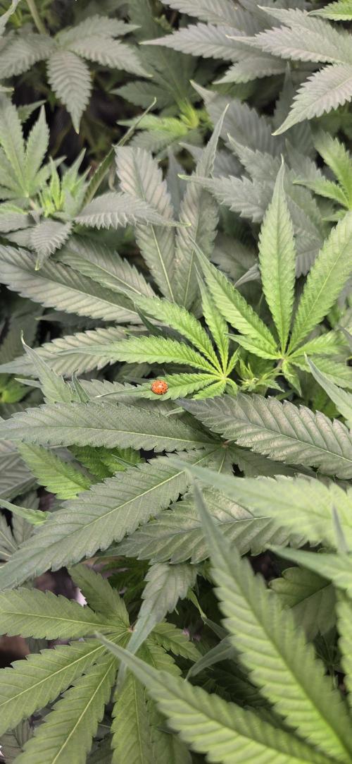 Frozen black cherry. Week 12