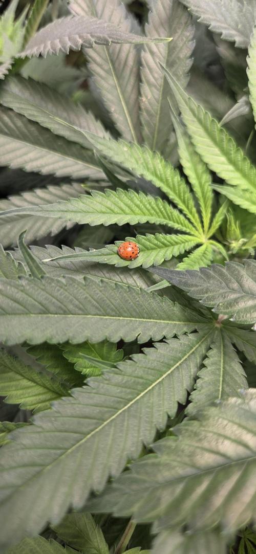 Frozen black cherry. Week 12