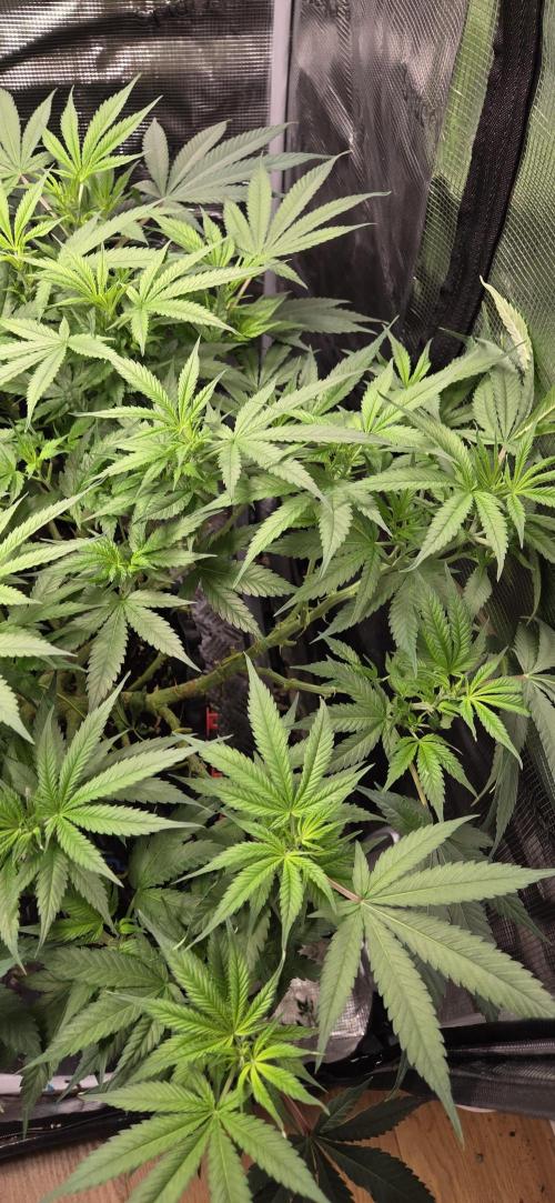 Frozen Black Cherry. Week 12