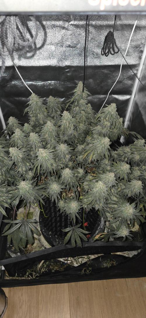 Chocolope. Week 14