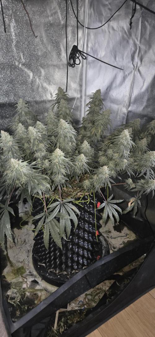 Chocolope. Week 14