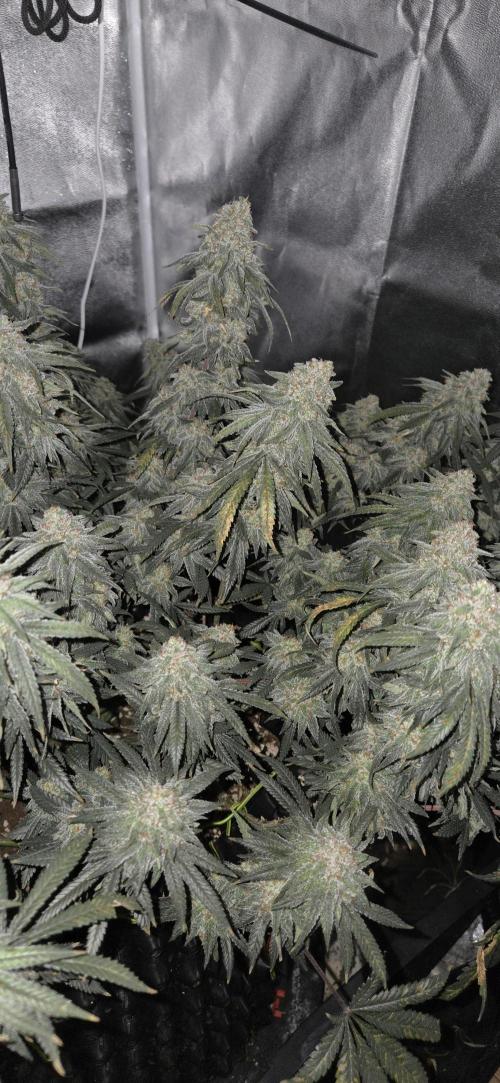 Chocolope. Week 14
