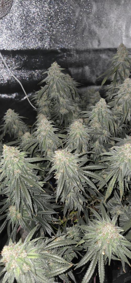 Chocolope. Week 14