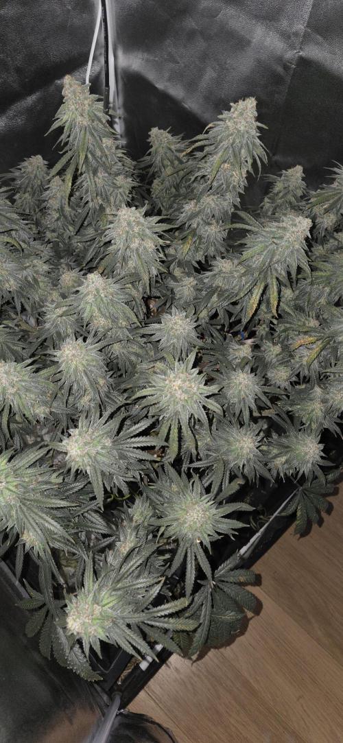 Chocolope. Week 14