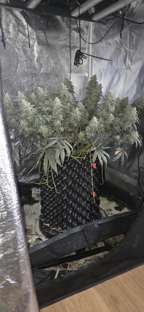 Chocolope. Week 14