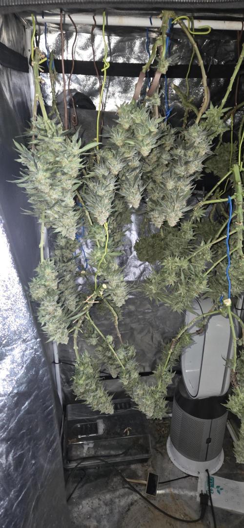 Chocolope. Week 14