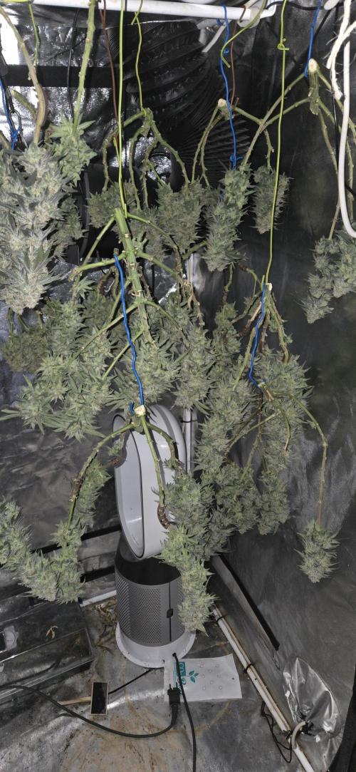 Chocolope. Week 14