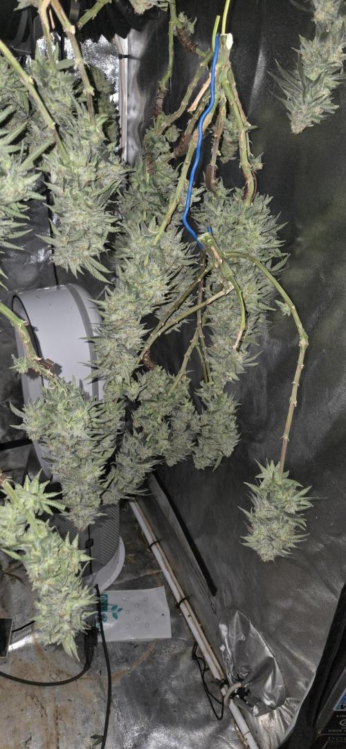 Chocolope. Week 14