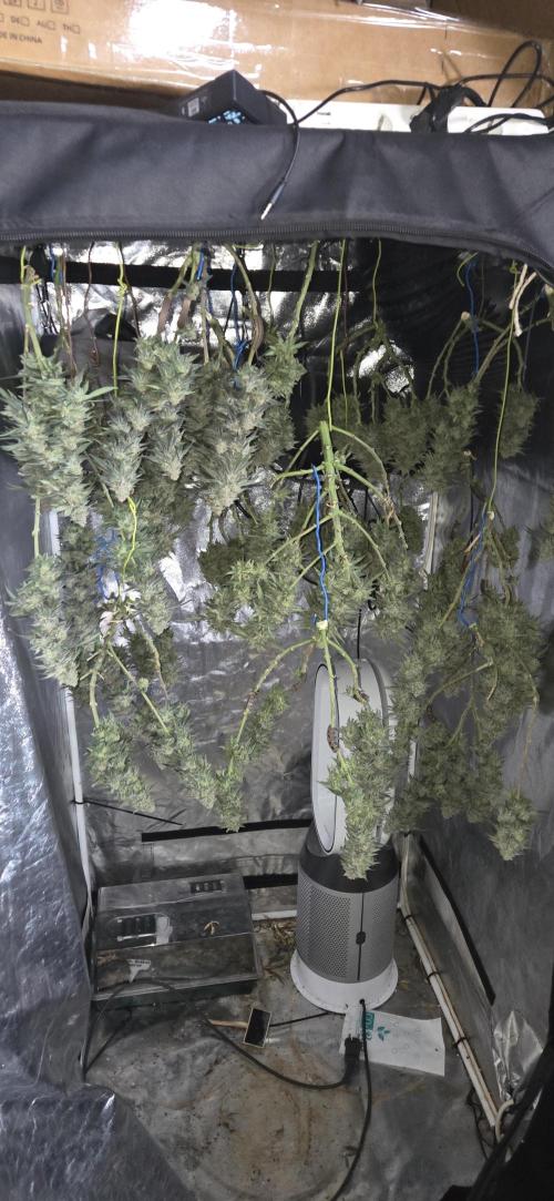 Chocolope. Week 14