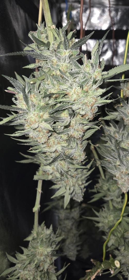 Chocolope. Week 14