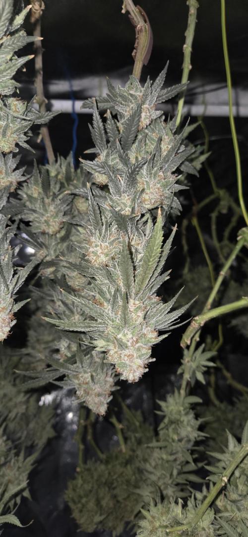 Chocolope. Week 14