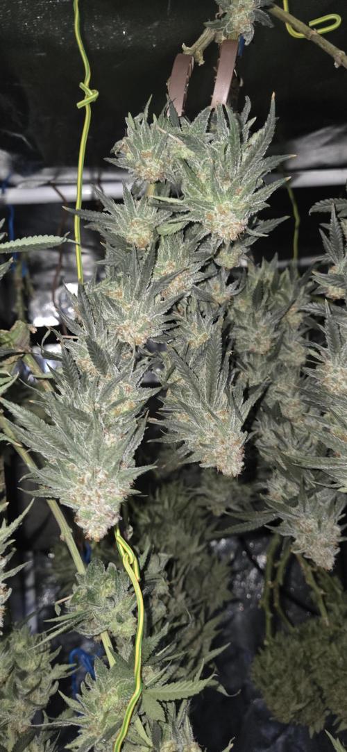 Chocolope. Week 14