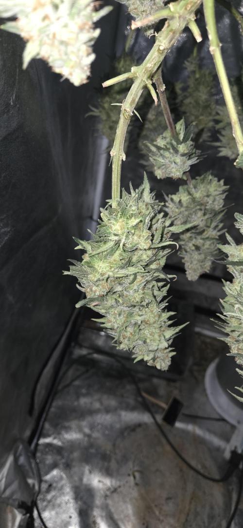 Chocolope. Week 14