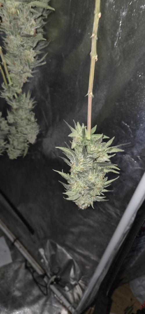 Chocolope. Week 14