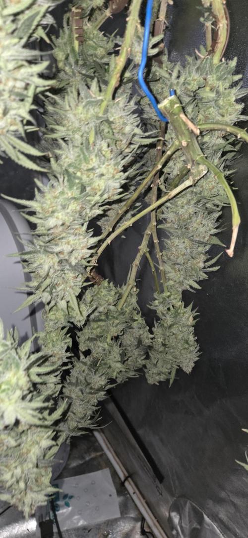 Chocolope. Week 14