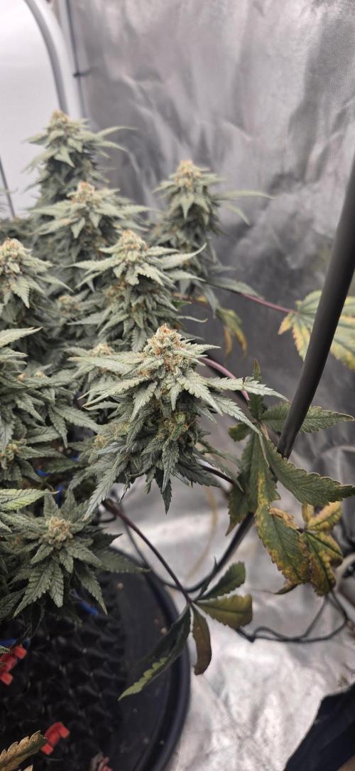 Crystal Candy. Week 14