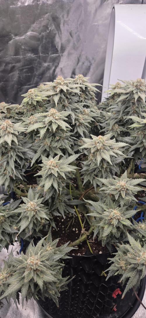 Crystal Candy. Week 14