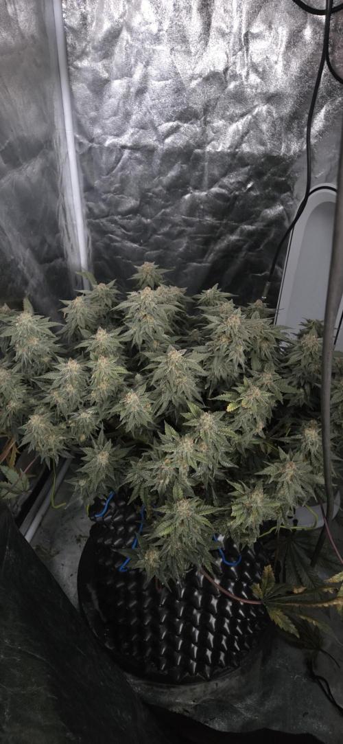 Crystal Candy. Week 14