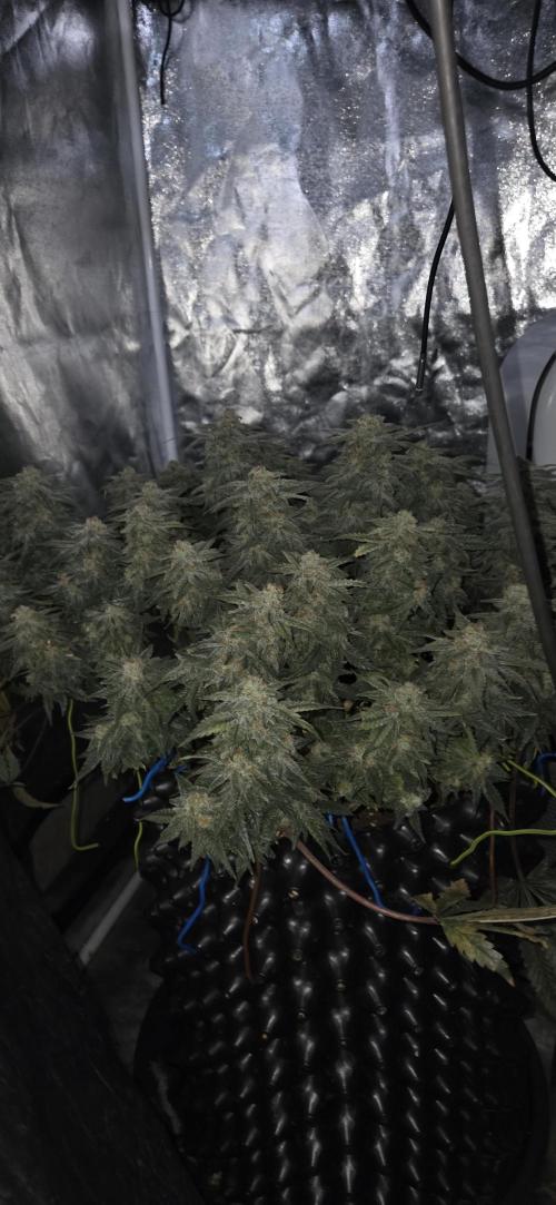 Crystal Candy. Week 14