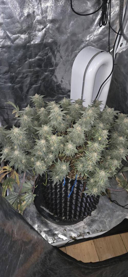 Crystal Candy. Week 14