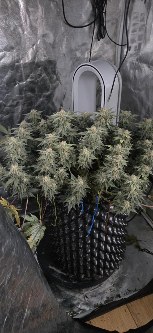 Crystal Candy. Week 14