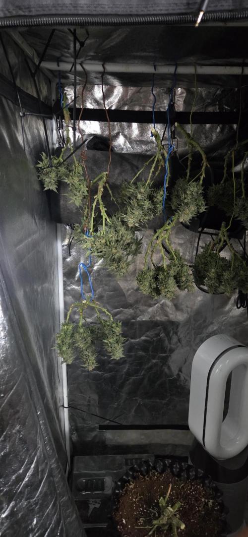 Crystal Candy. Week 14