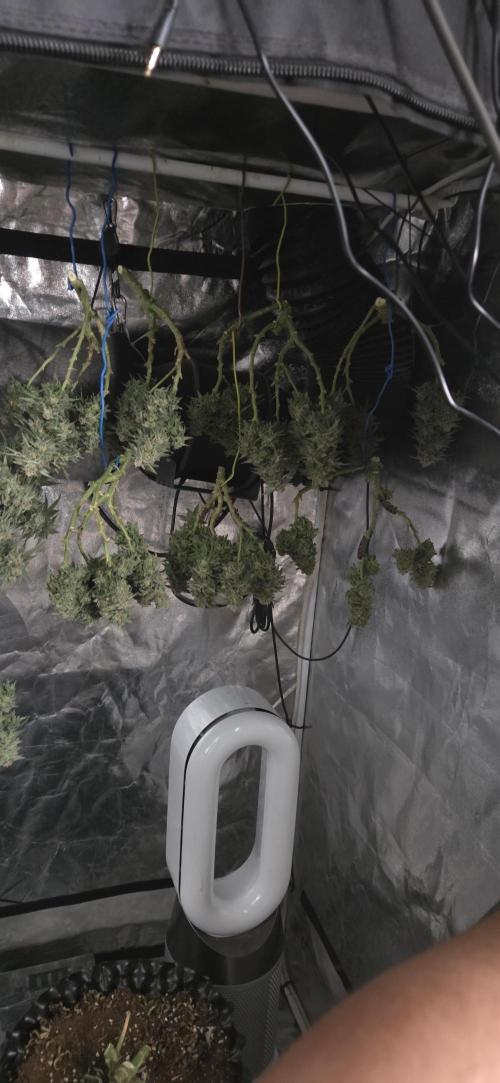 Crystal Candy. Week 14