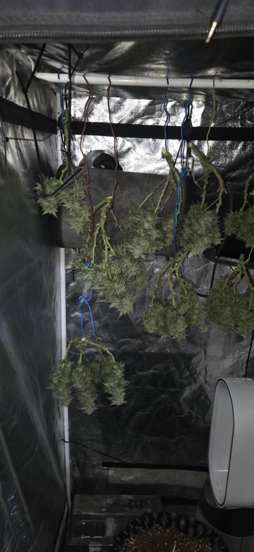 Crystal Candy. Week 14