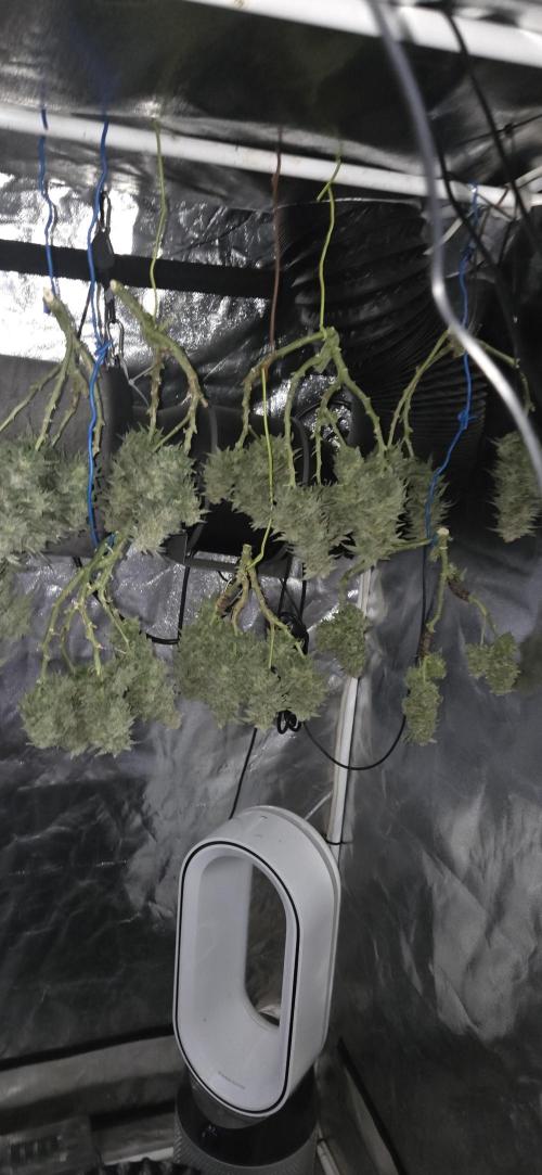 Crystal Candy. Week 14